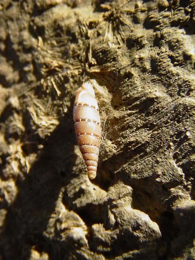 Papillifera papillaris e Pomatias elegans