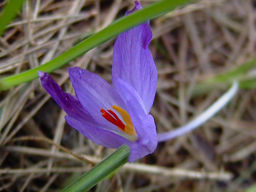 Crocus thomasii / Zafferano di Thomas