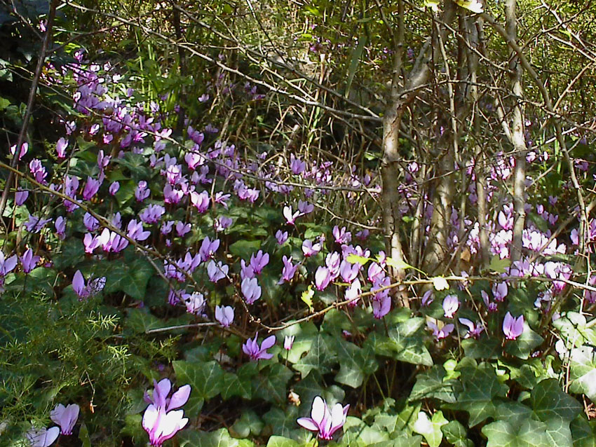 Cyclamen hederifolium / Ciclamino napoletano