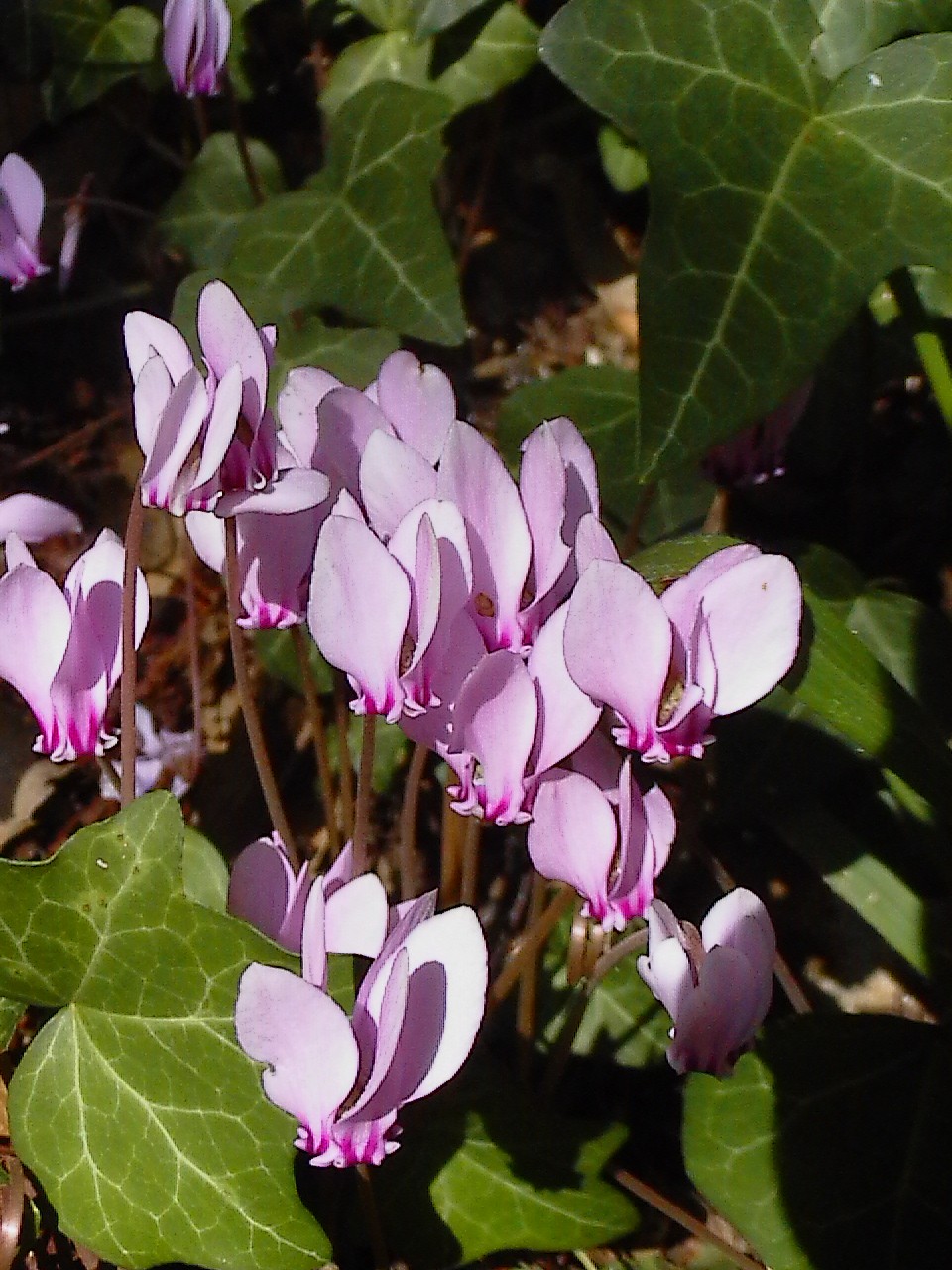 Cyclamen hederifolium / Ciclamino napoletano