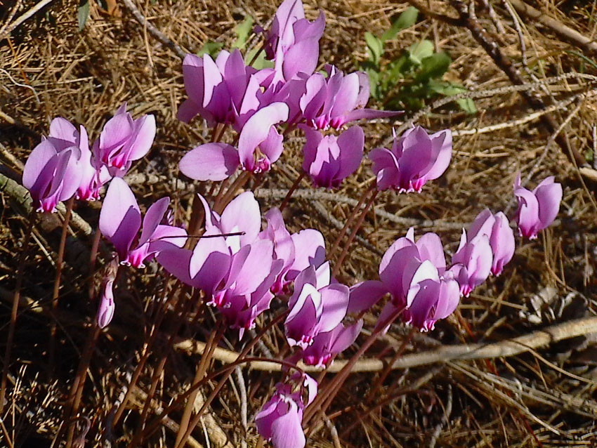 Cyclamen hederifolium / Ciclamino napoletano