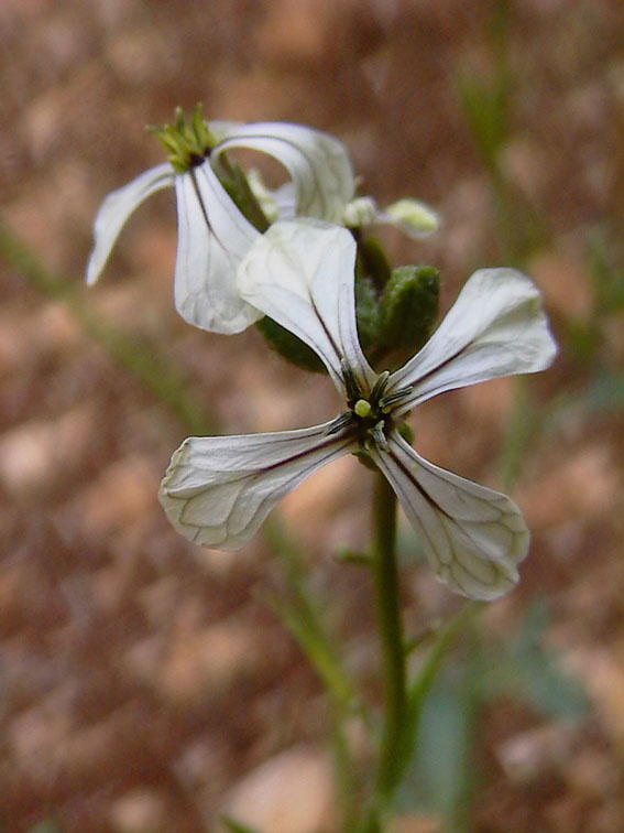 Diplotaxis tenuifolia / Ruchetta selvatica