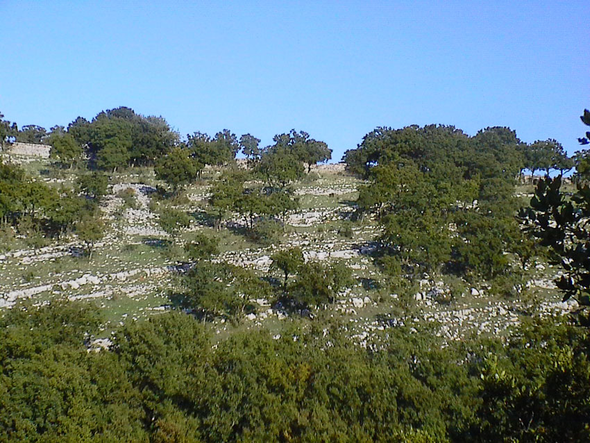 Quercus trojana / Fragno