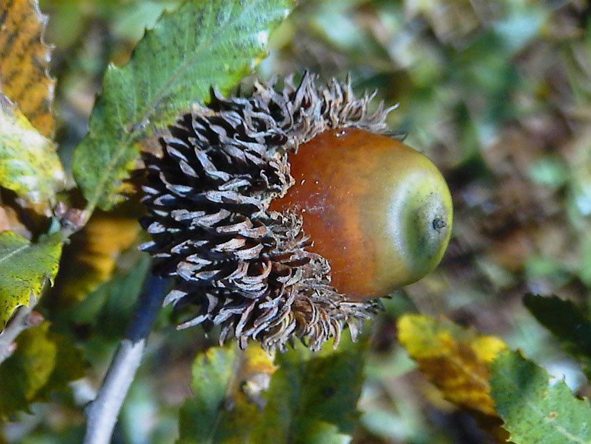 Quercus trojana / Fragno