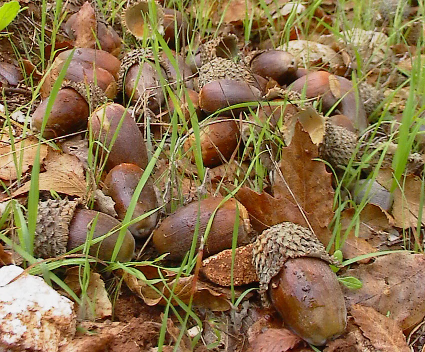 Quercus trojana / Fragno