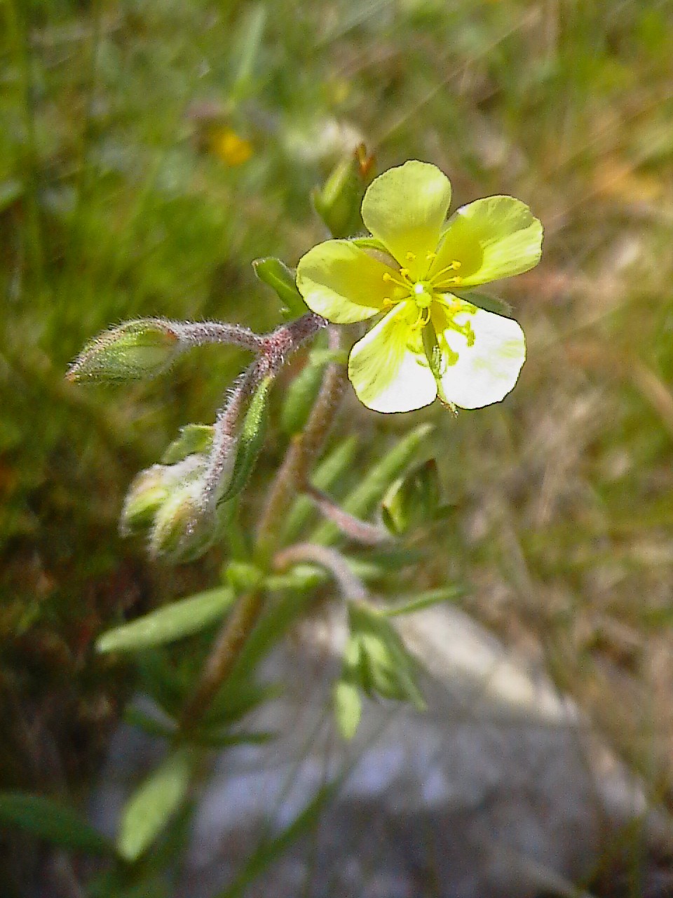 Helianthemum nummularium (L.) Miller cfr. tomentosum