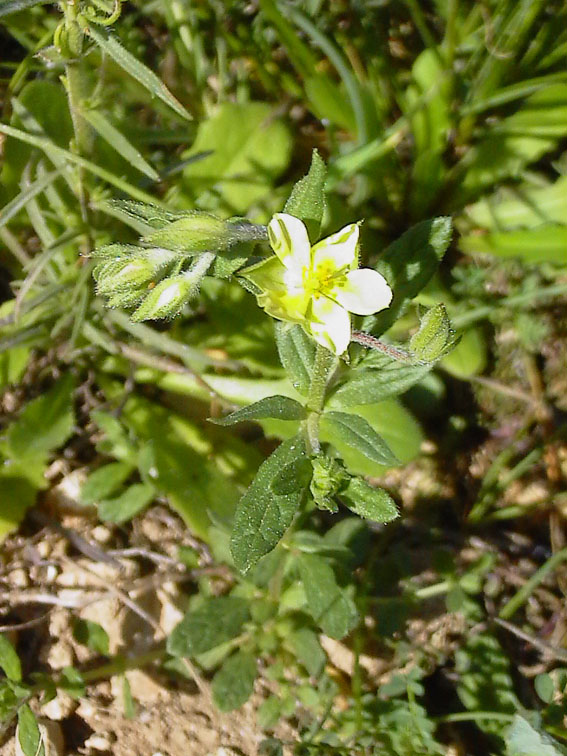 Helianthemum nummularium (L.) Miller cfr. tomentosum