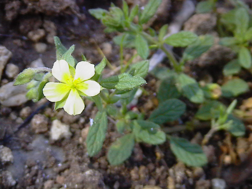 Helianthemum nummularium (L.) Miller cfr. tomentosum