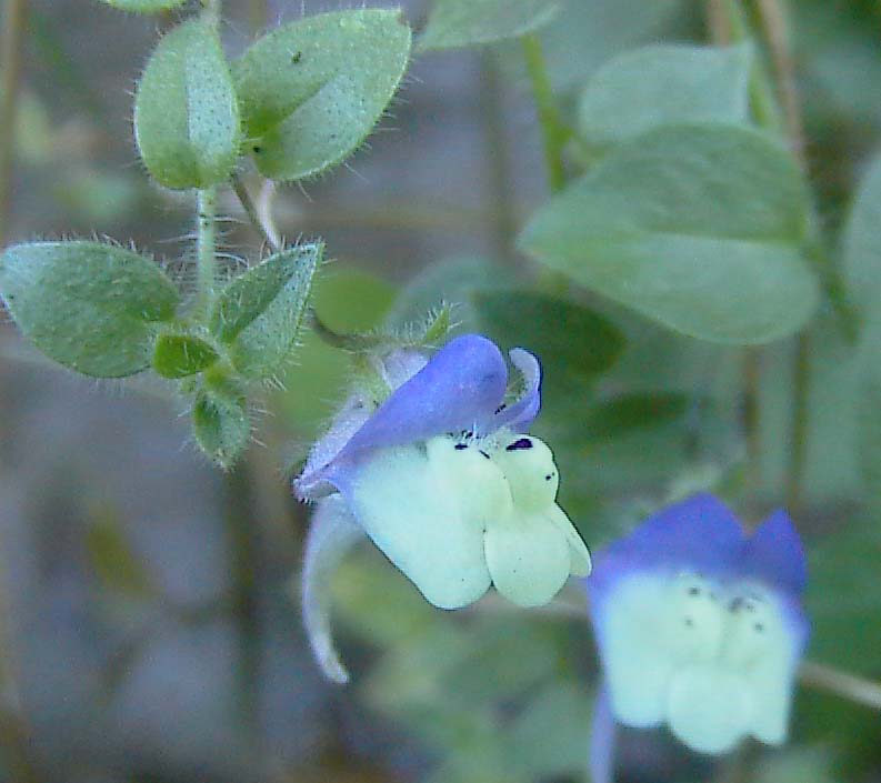 Kickxia commutata / Cencio perennante