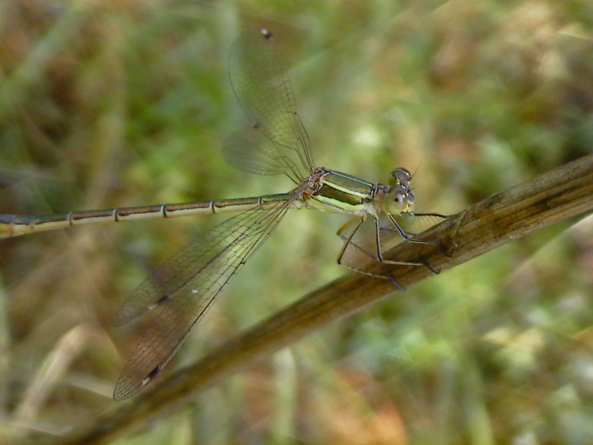 Sympecma fusca, Lestes barbarus e Sympetrum striolatum