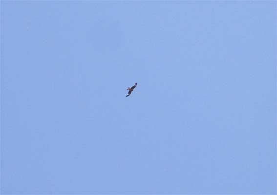 Rapace per caso: Nibbio reale - Milvus milvus