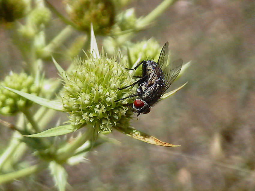 Eryngium maritimum e campestre