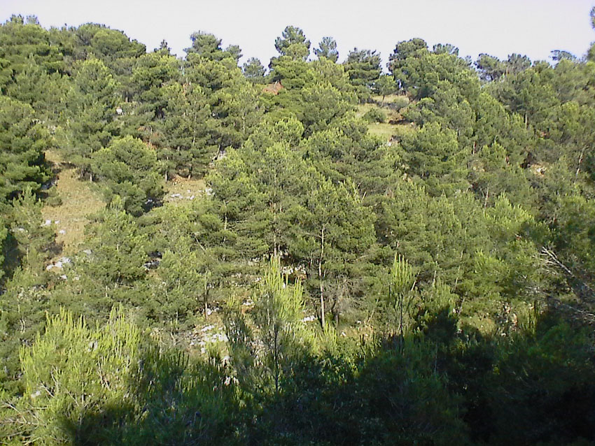 Pinus halepensis / Pino d''Aleppo