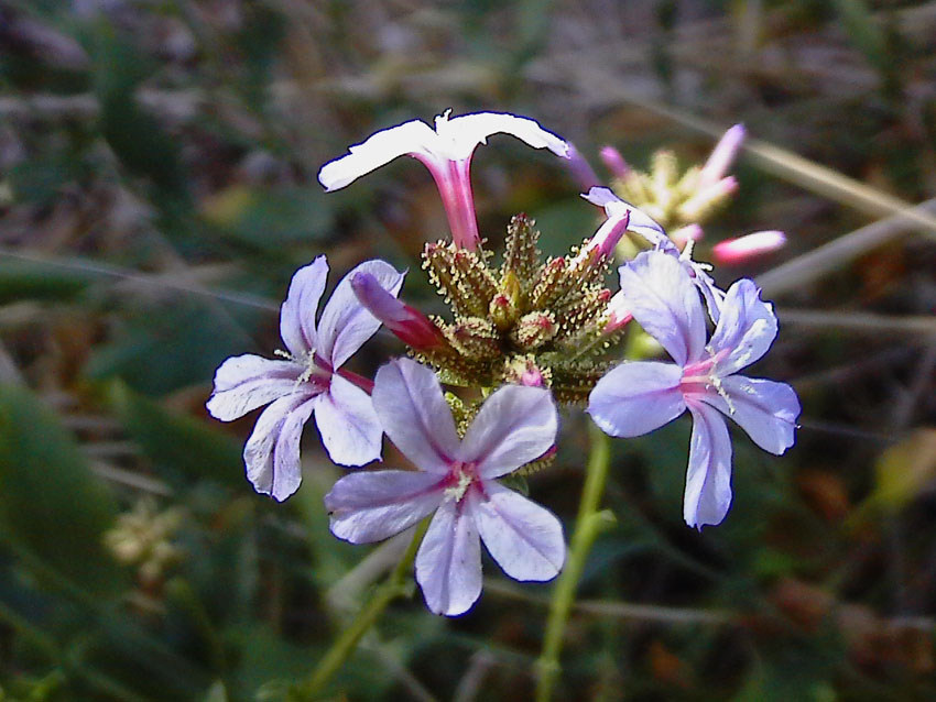 Plumbago europaea / Caprinella