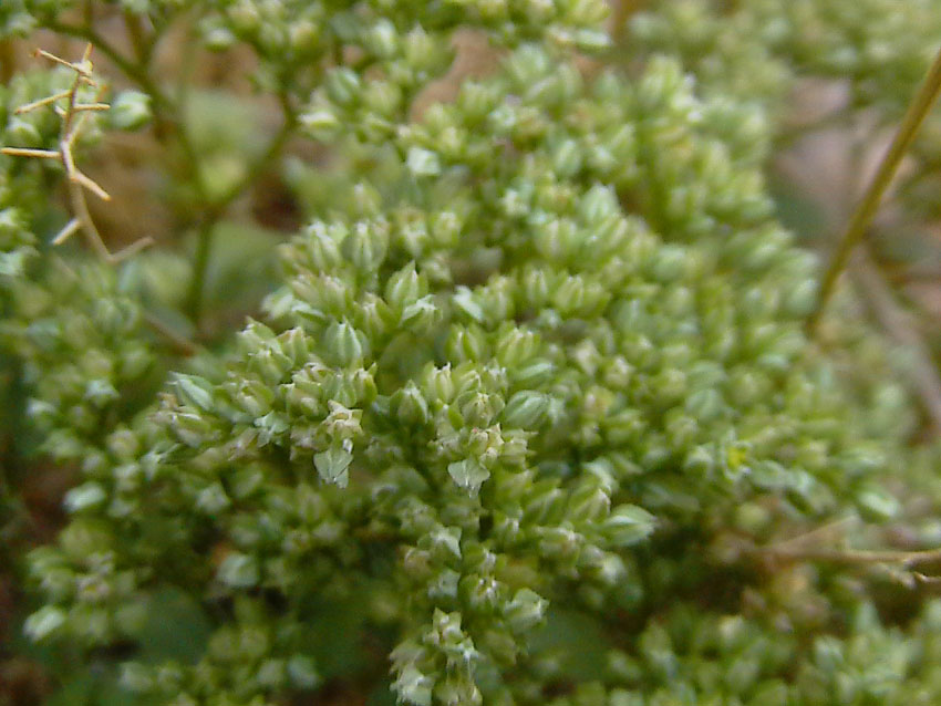 Polycarpon tetraphyllum / Migliarina a 4 foglie