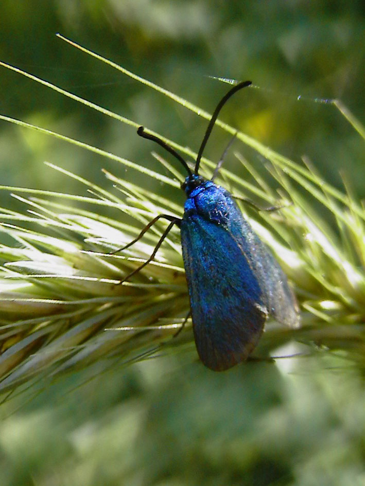 zygaenidae da identificare