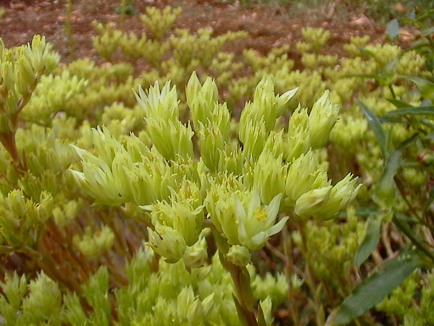 Un po'' di Sedum