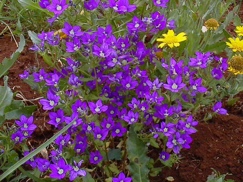 Legousia speculum-veneris / Specchio di Venere comune