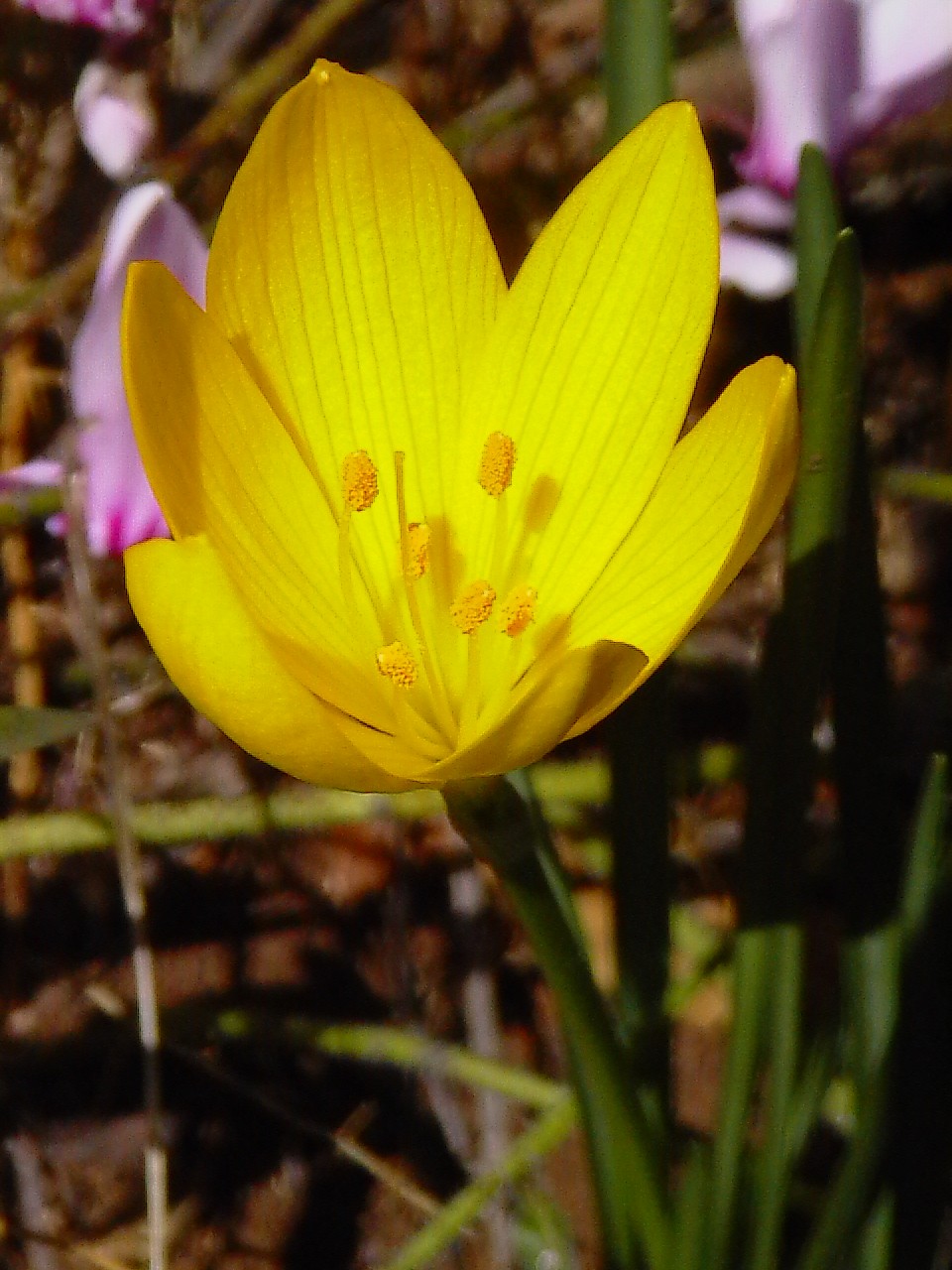 Sternbergia lutea / Zafferanastro giallo