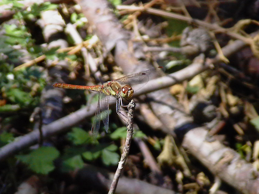 Sympecma fusca, Lestes barbarus e Sympetrum striolatum