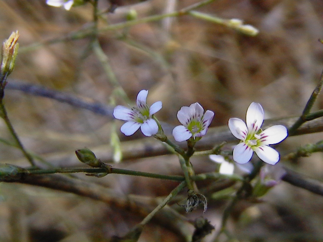 Petrorhagia saxifraga / Garofanina spaccasassi