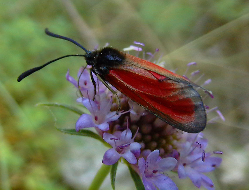 zygaenidae da identificare