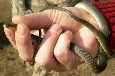 Hierophis viridiflavus