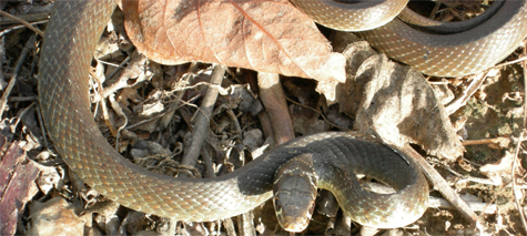 Hierophis viridiflavus