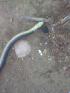 Hierophis viridiflavus