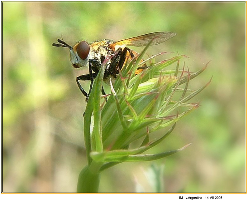 Tachinidae ?