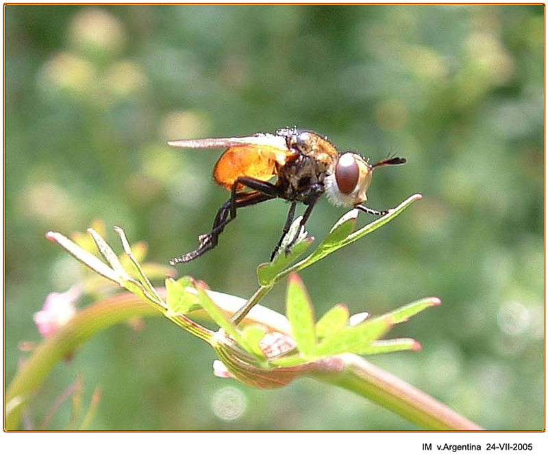 Tachinidae ?