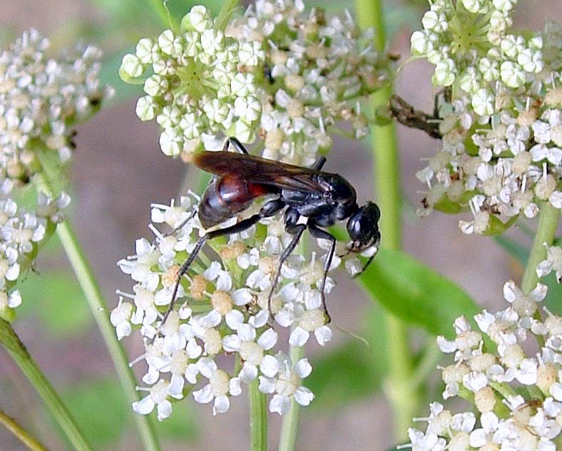Pompilidae