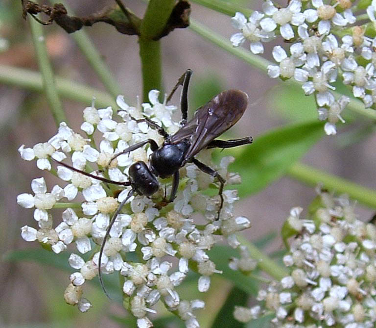 Pompilidae