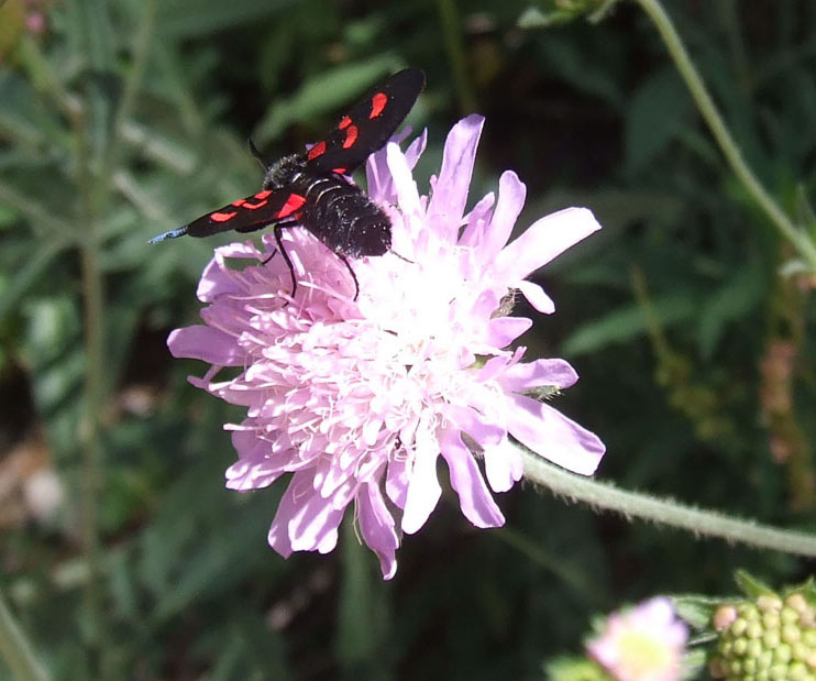 Zygaena lonicerae