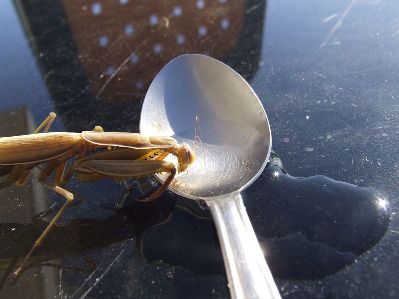 La fatica di essere mamma: Mantis religiosa