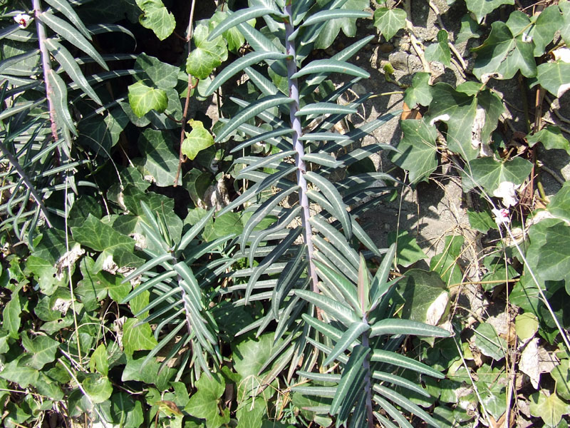 Euphorbia lathyris /  Catapuzia