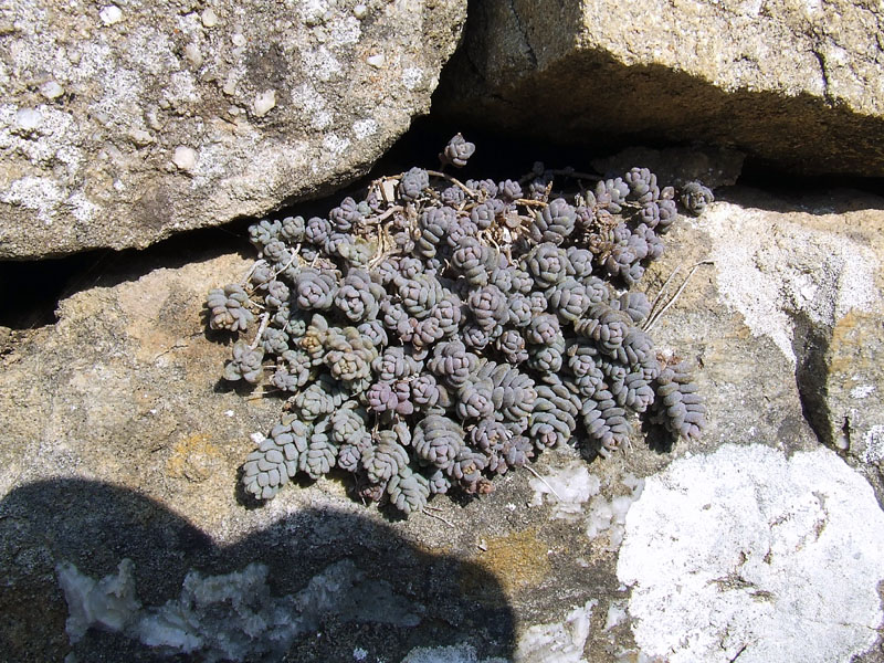 Sedum dasyphyllum