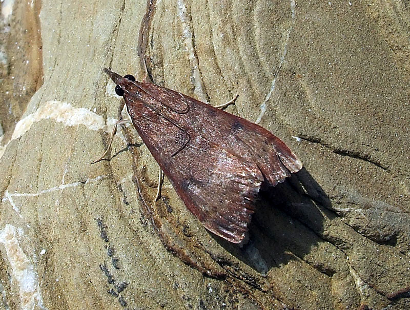 Hypeninae ?