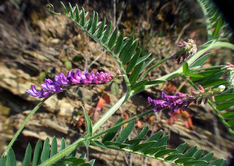 Vicia cracca  / Cicerchia dei prati