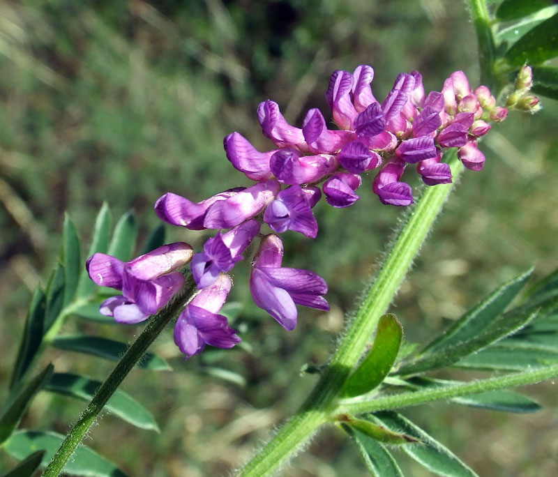 Vicia cracca  / Cicerchia dei prati