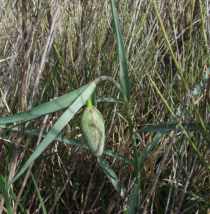 Fritillaria involucrata / Meleagride piemontese