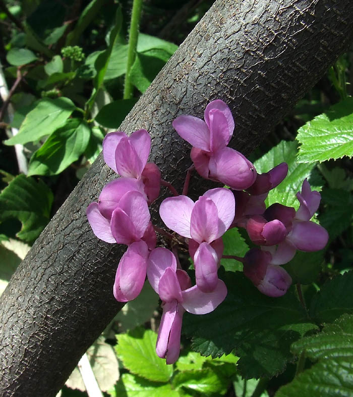 Cercis siliquastrum / Albero di Giuda
