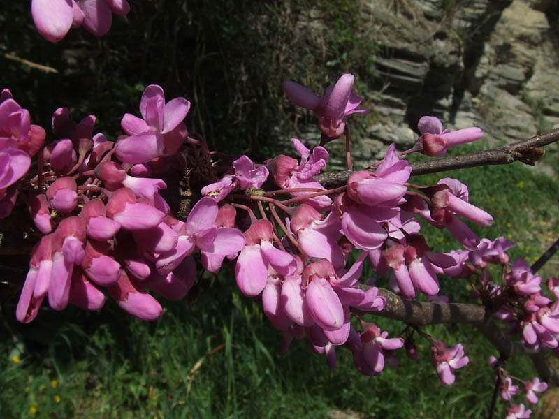 Cercis siliquastrum / Albero di Giuda