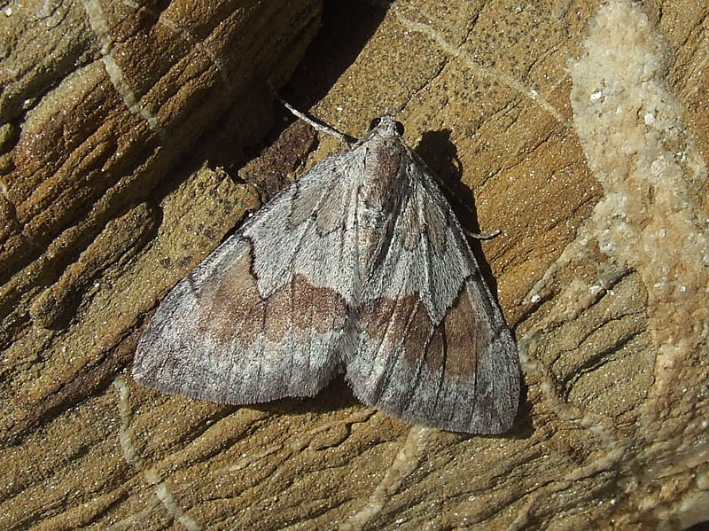 Thera firmata