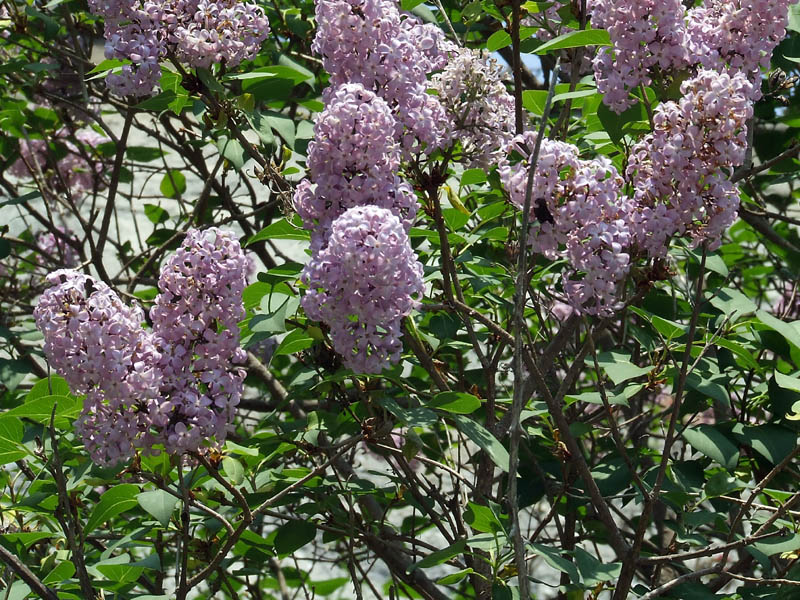Syringa vulgaris / Lill, Serenella
