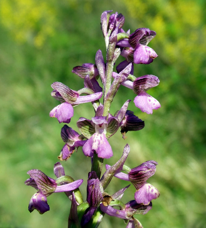 Cephalanthera longifolia e Orchis morio
