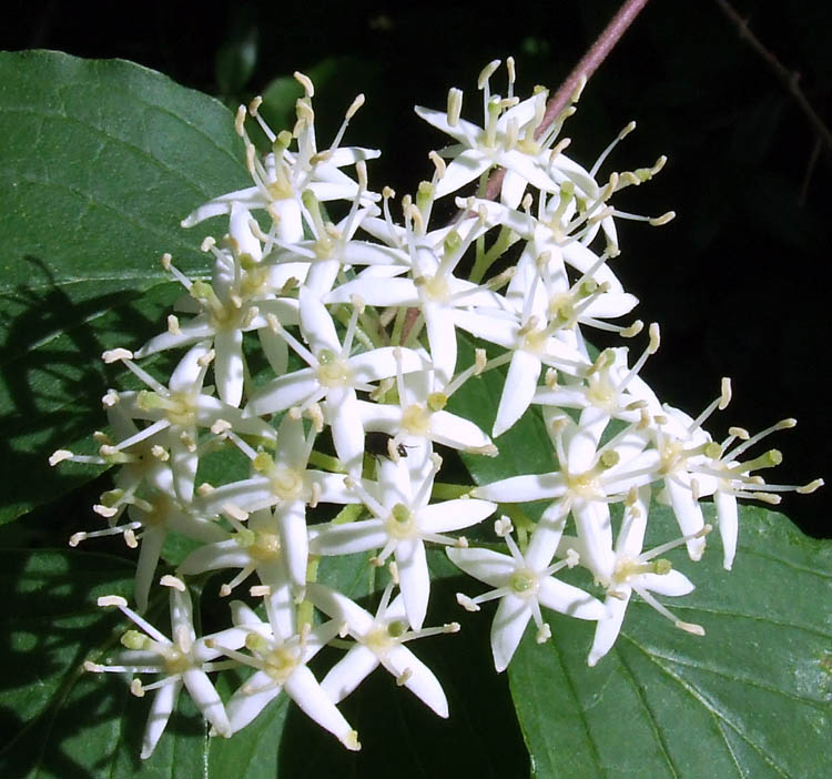 Cornus sanguinea / Corniolo sanguinello