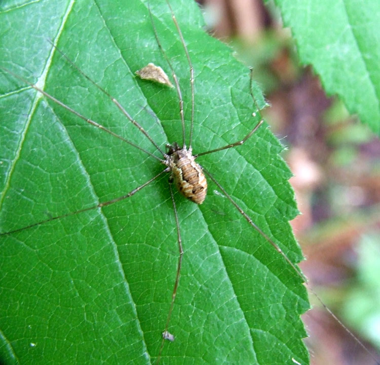 Opilione (senza dati)