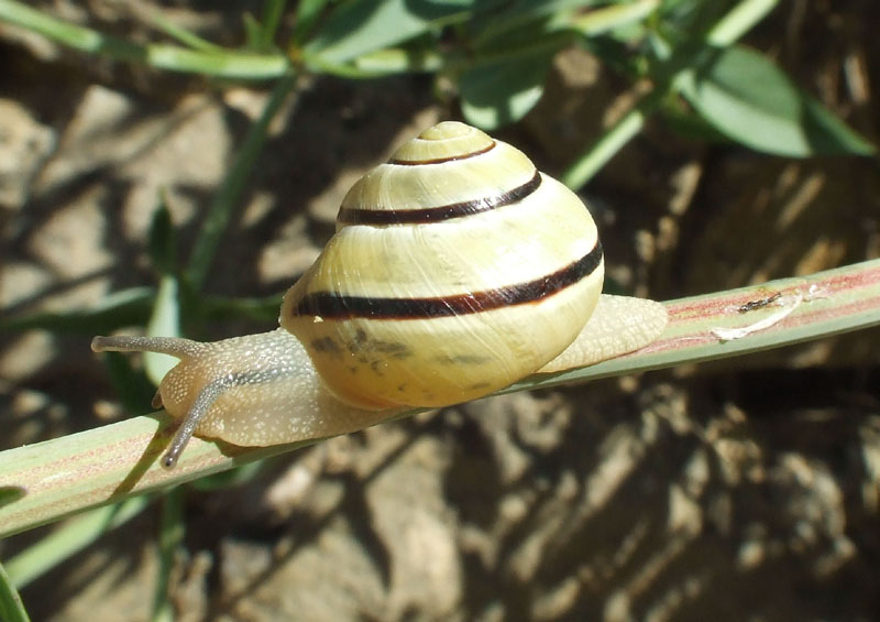 Chiocciola