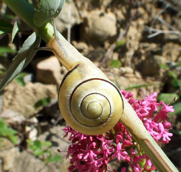 Chiocciola
